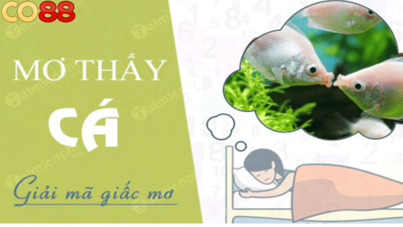 Mơ thấy cá đánh con gì - Những con số may mắn dựa trên giấc mơ Mơ thấy cá đánh con gì - Những con số may mắn dựa trên giấc mơ