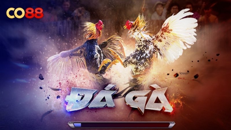 Điểm khác biệt của đá gà CO88